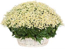 Цветочная композиция из Ромашки в корзине #REPLACE_PRED# Мендюкино